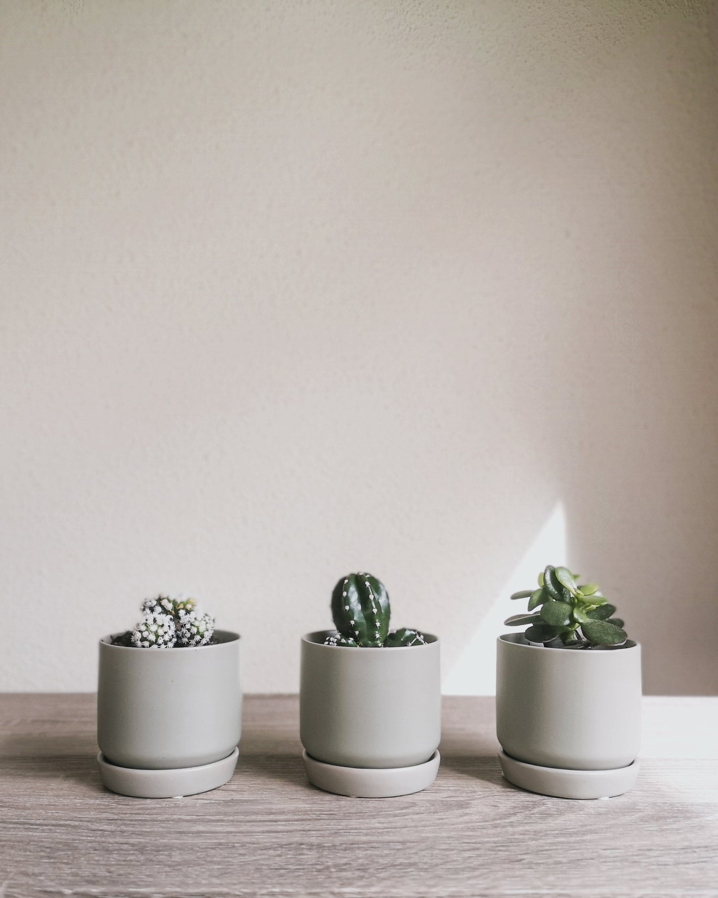 Assorted Cacti + Succulents Trio Set Potted