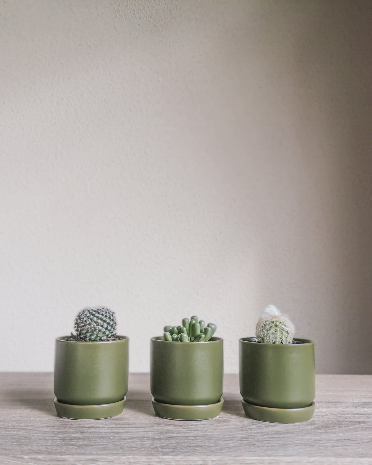 Assorted Cacti + Succulents Trio Set Potted