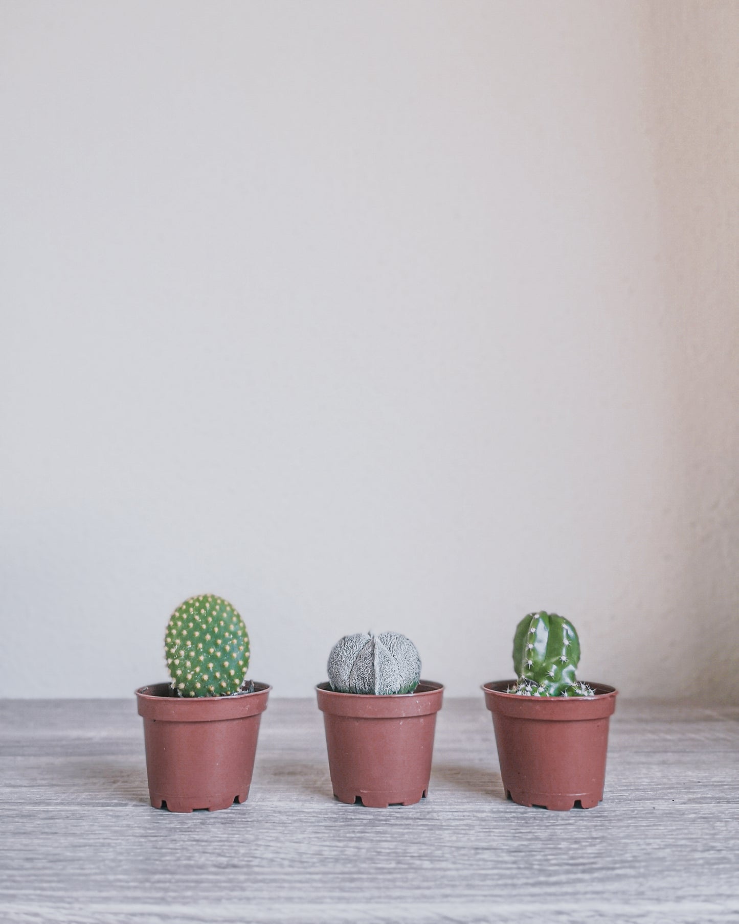 Assorted Cacti + Succulents Trio