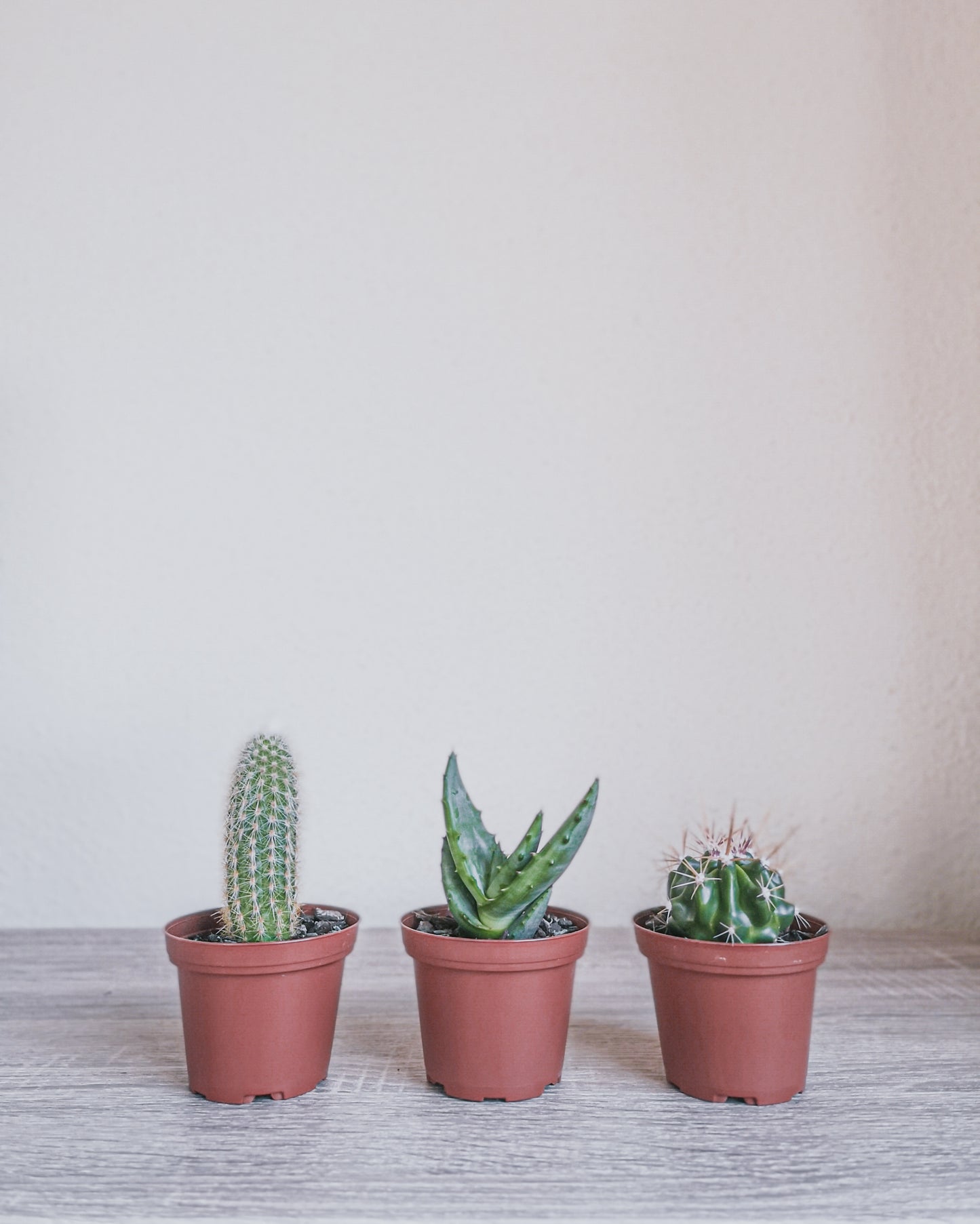 Assorted Cacti + Succulents Trio