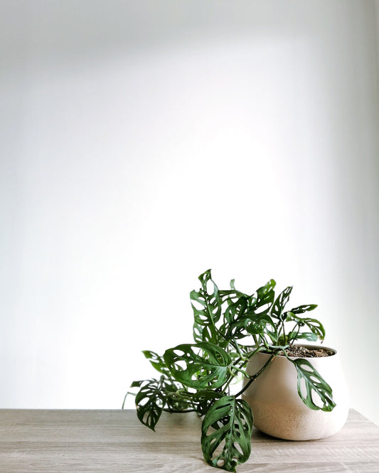 Juliette Planter - Nude