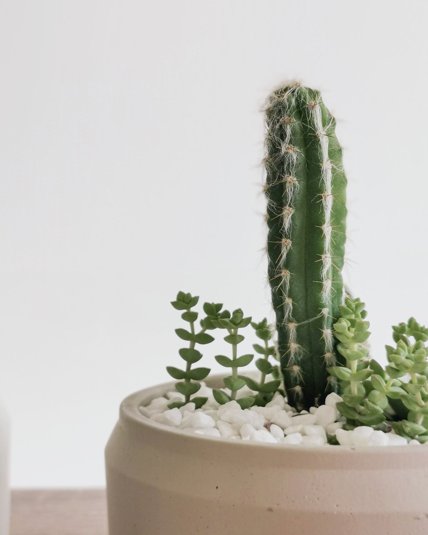 Cacti Bowl