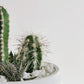 Cacti Bowl