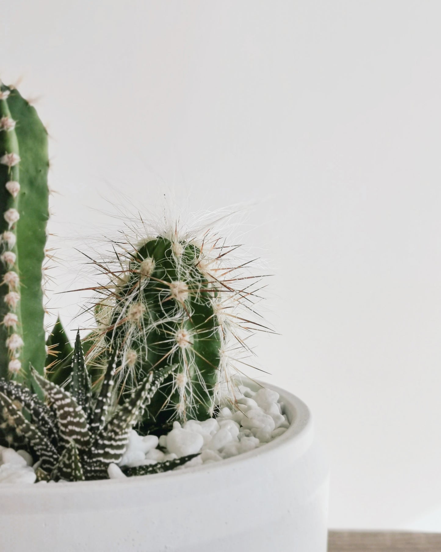 Cacti Bowl