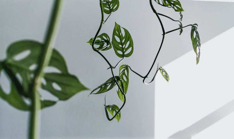 Hanging | Climbing
