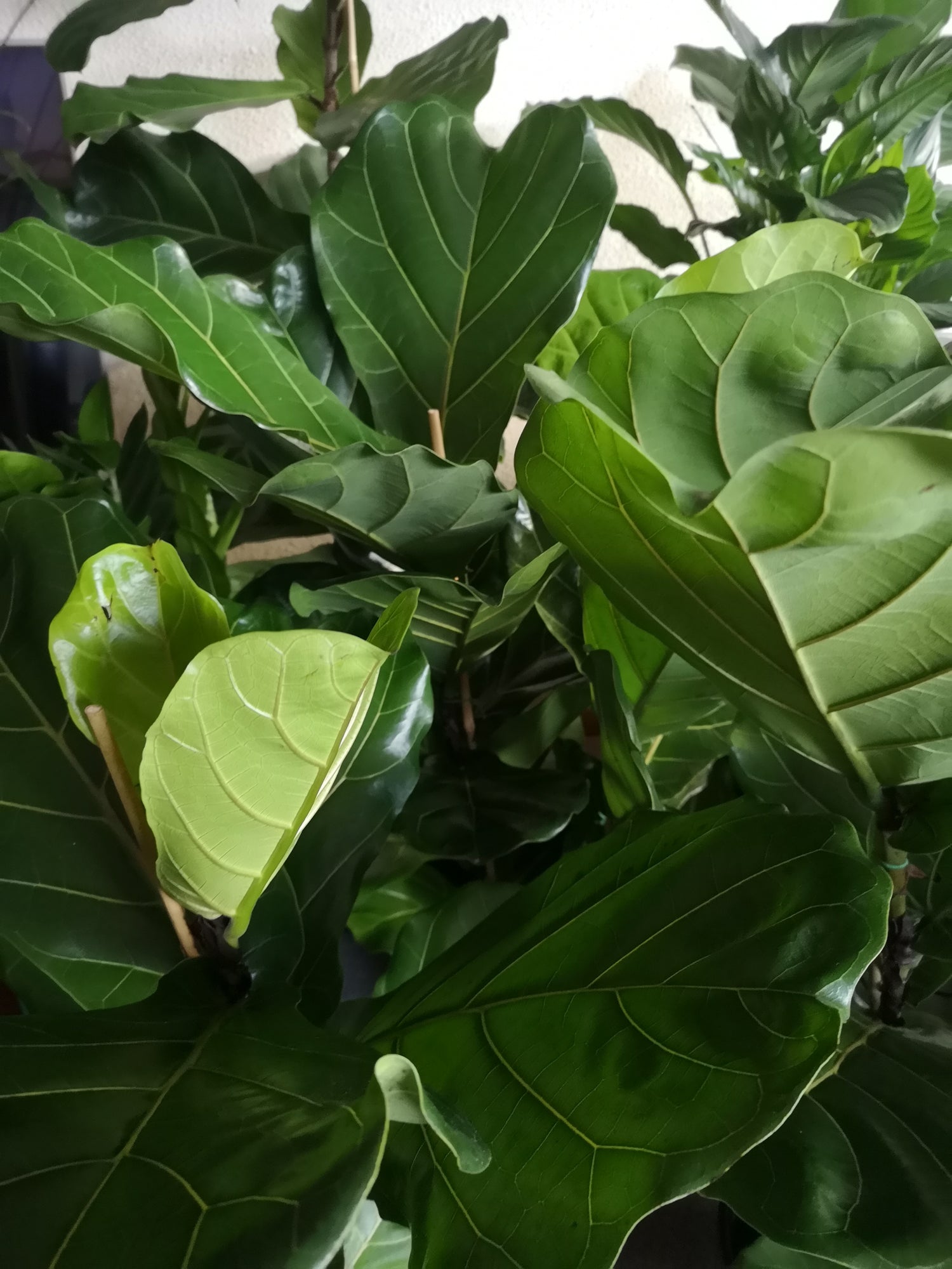 Plants
