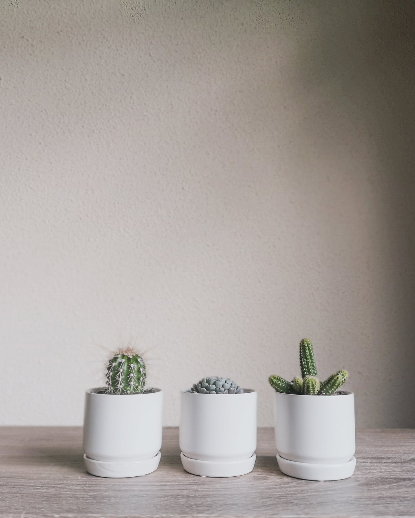 Assorted Cacti + Succulents Trio Set Potted