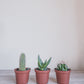 Assorted Cacti + Succulents Trio