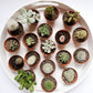 Assorted Cacti + Succulents Trio