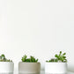 Cacti Bowl