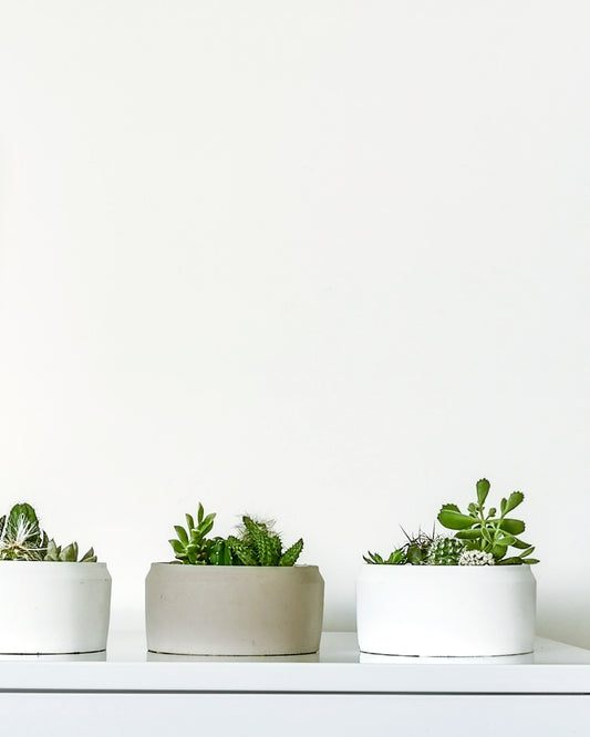 Cacti Bowl