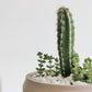 Cacti Bowl